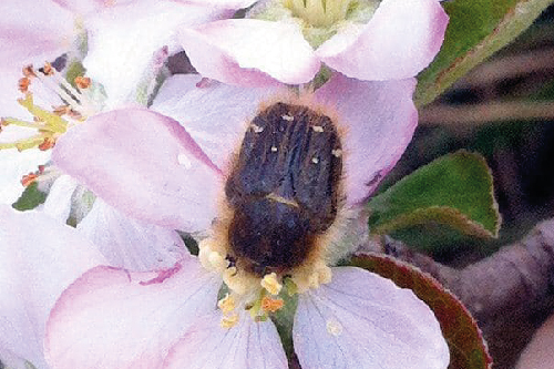 Оленка Волохата - квіткоїд