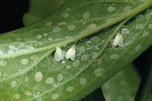 Білокрилка на кімнатних рослинах