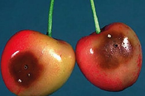 Вишнева муха