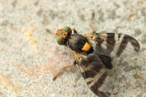 Вишнева муха