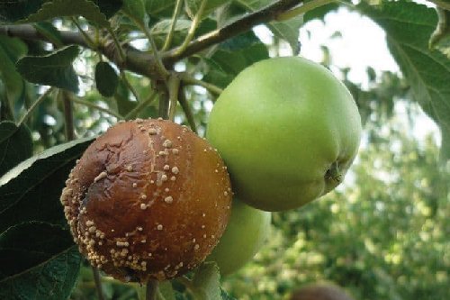 Моніліальна гниль плодових