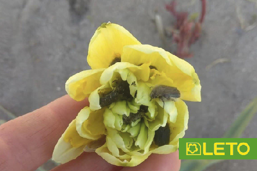 Оленка Волохата - квіткоїд