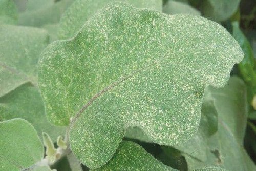 Павутинний кліщ на овочевих культурах