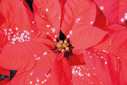 Проблеми та догляд за Пуансетією