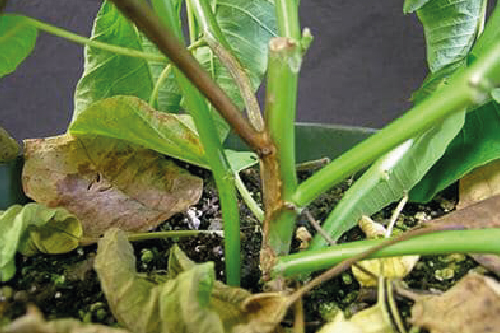 Проблеми та догляд за Пуансетією