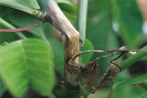 Проблеми та догляд за Пуансетією