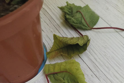 Проблеми та догляд за Пуансетією