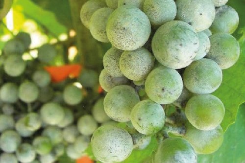 Оїдіум - борошниста роса винограду