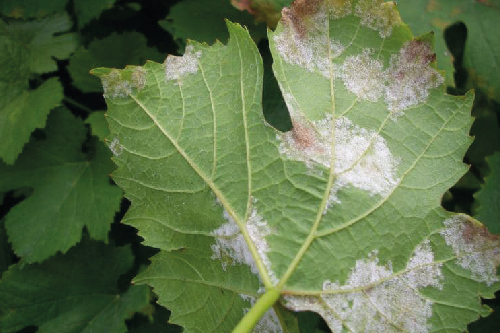 Мілдью - несправжня борошниста роса винограду