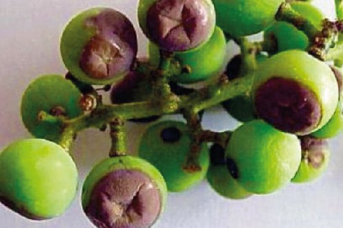 Мілдью - несправжня борошниста роса винограду