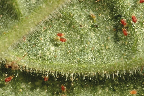 Павутинний кліщ на кімнатних рослинах