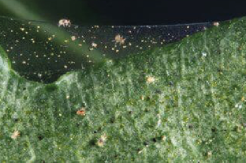 Павутинний кліщ на кімнатних рослинах