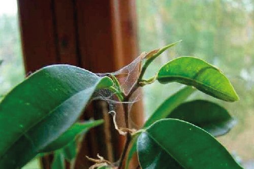 Павутинний кліщ на кімнатних рослинах