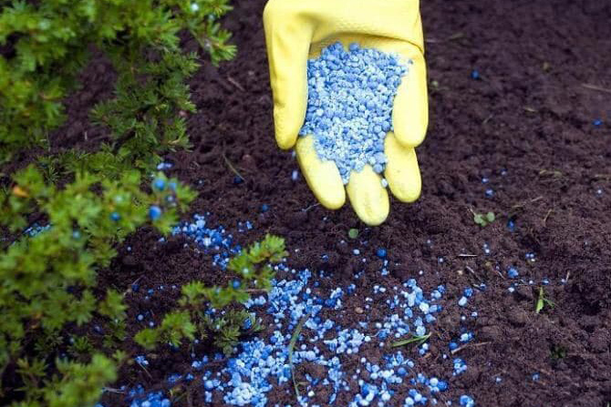 Весняний догляд за хвойними рослинами