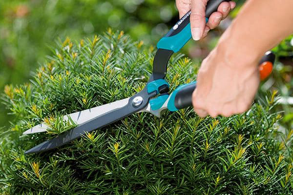 Весняний догляд за хвойними рослинами