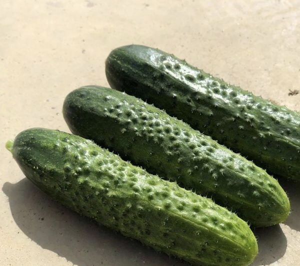 Насіння огірка Баде F1, 10шт, Yuksel, Туреччина, Насіння Льода Агро 3