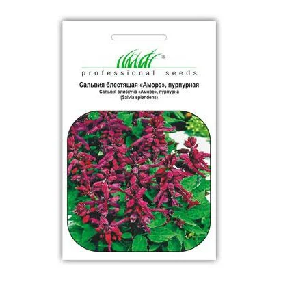 Насіння сальвії блискучої Аморе, пурпурова, 0.1 г, Hem, Голландія, Насіння квітів Pro seeds