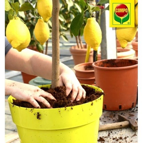 Субстрат для цитрусовых 10 л, Compo Sana (Компо), 1671 2