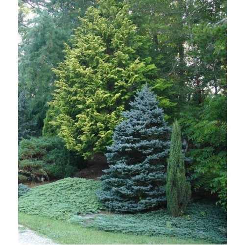 Субстрат для хвойных  растений 40 л, Compo(Компо), 2255 2