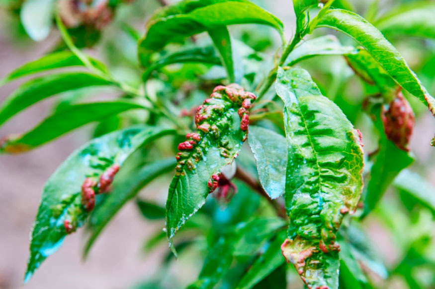 Курчавість персика