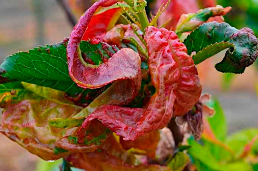 Курчавість персика