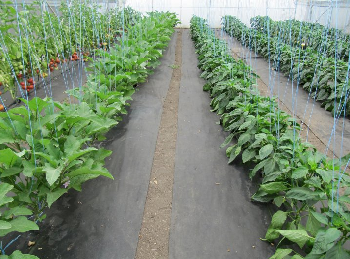 Агроволокно чорне 50 UV, 3,2x10м, Agreen(Агрін) 2