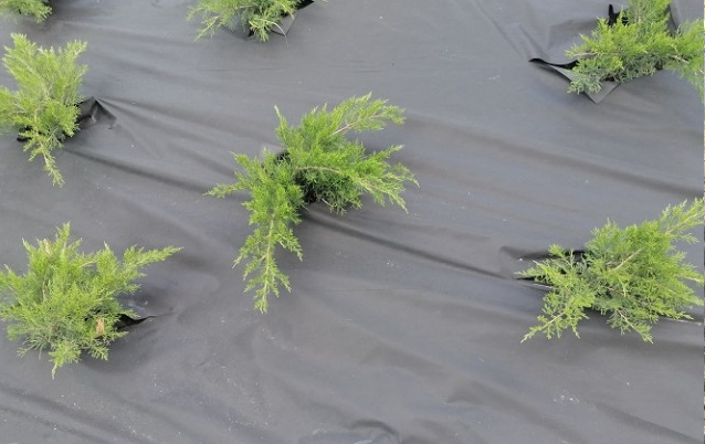 Агроволокно черное 50 UV, 3,2x10 м, Agreen (Агрин) 4