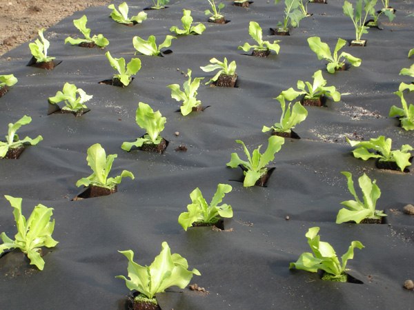 Агроволокно чорне 60 UV, 1.6x10 м, Growtex 6