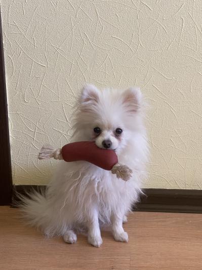 Іграшка для собак Trixie Сарделька на мотузці, 11 см (3242) 2