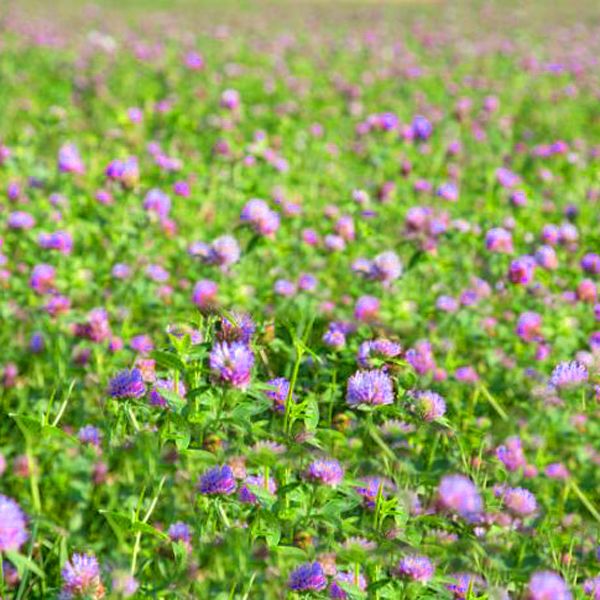 Насіння для газону Сімейний сад Global конюшина червоний, 0,5 кг (8544.048) 2