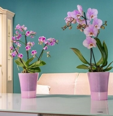 Горщик пластиковий Santino Arte-Dea круглий 1,25 л лотос (ADEA125PNK) 4