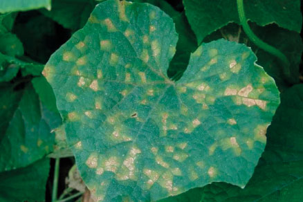 Пероноспороз або несправжня борошниста роса