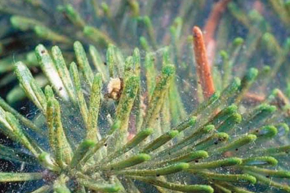 Павутинний кліщ на хвойних