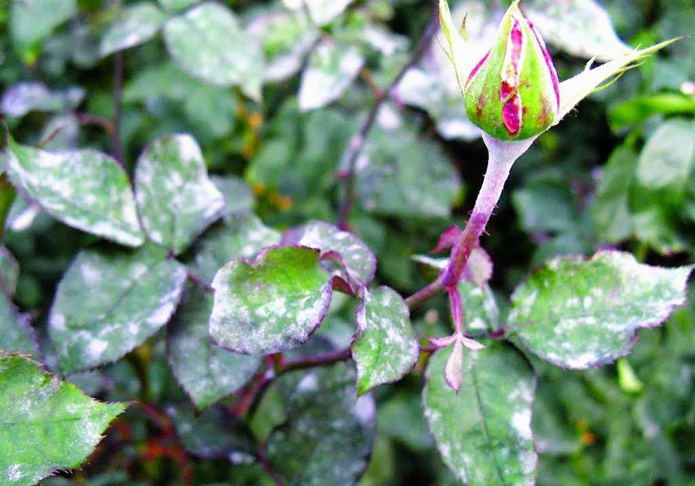 Борошниста роса на трояндах