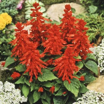 Насіння сальвії низькорослої Піколо червона, 0.1 г, Hem, Голландія, Професійне насіння 2