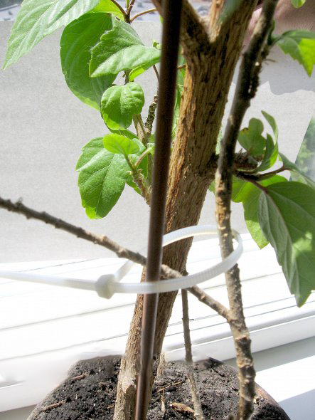 Опора Elsa для растений ПВХ 90 см (pmpvh-90) 4