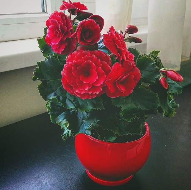 Кондиціонер Agrecol Green strong для кімнатних квітів 30 мл (30437) 2