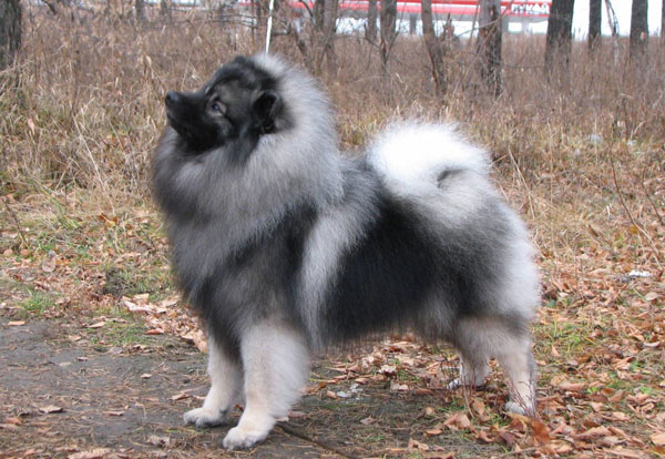 Шампунь для собак Perfect Coat 8in1 ультра зволожуючий, 473 мл 2