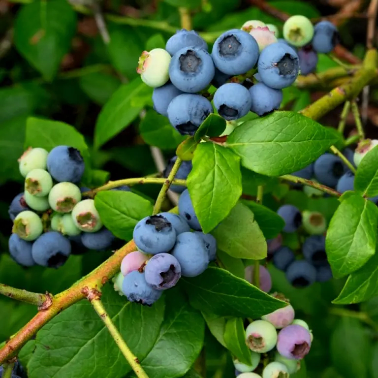 Субстрат Peatfield для лохини, 20 л 2