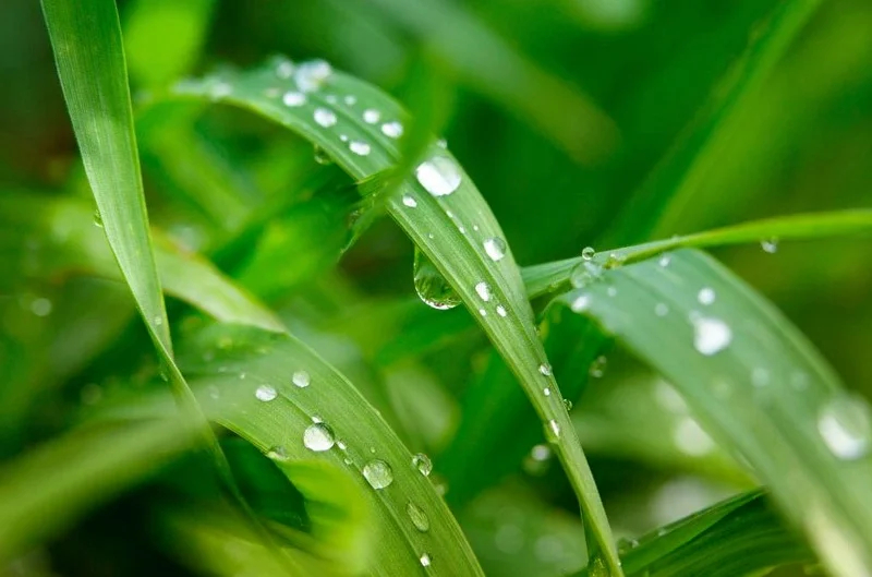 Біоприлиплювач Липосам Жива Земля, 8 мл 2