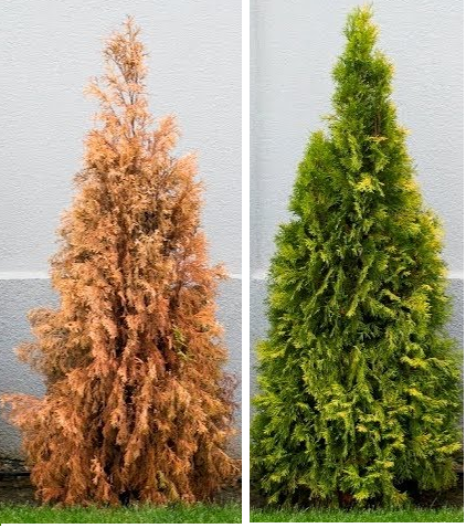 Комплексне мінеральне добриво для хвойних рослин Rosla NPK 10.5.9 + ME, 5 кг 2