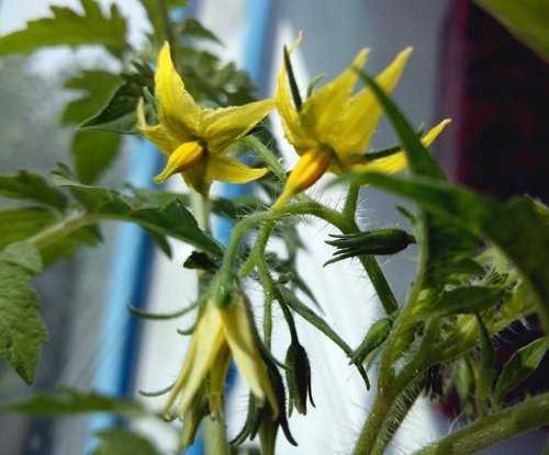 Полігенератор і стимулятор росту рослин Ferti Set, 25 мл 3