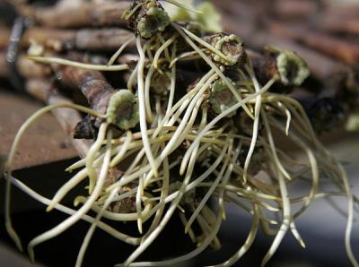 Стимулятор росту-укоренітеля Grandis (Грандіс), Швидка допомога, 100 г 5