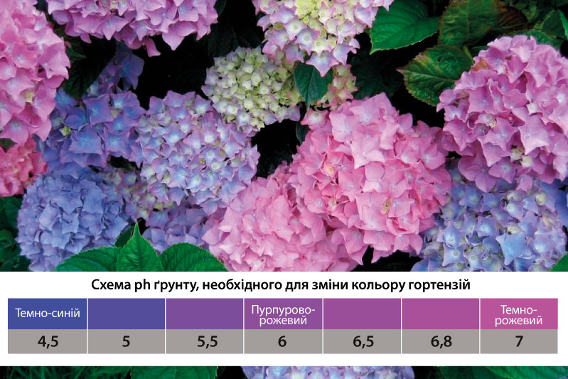 Голубі гортензії