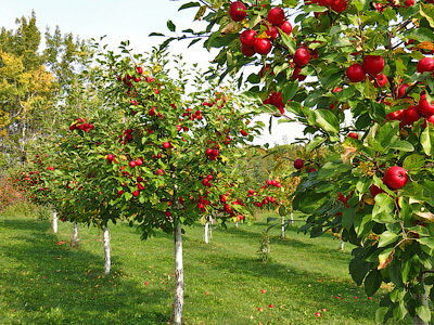 Органічне добриво Мультимікс Bio екологічний урожай, для плодово-ягідних культур ТМ Reanimator, 250 г 3
