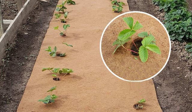 Агроволокно EuroCocos з кокосового волокна, 120 х 60 см 6