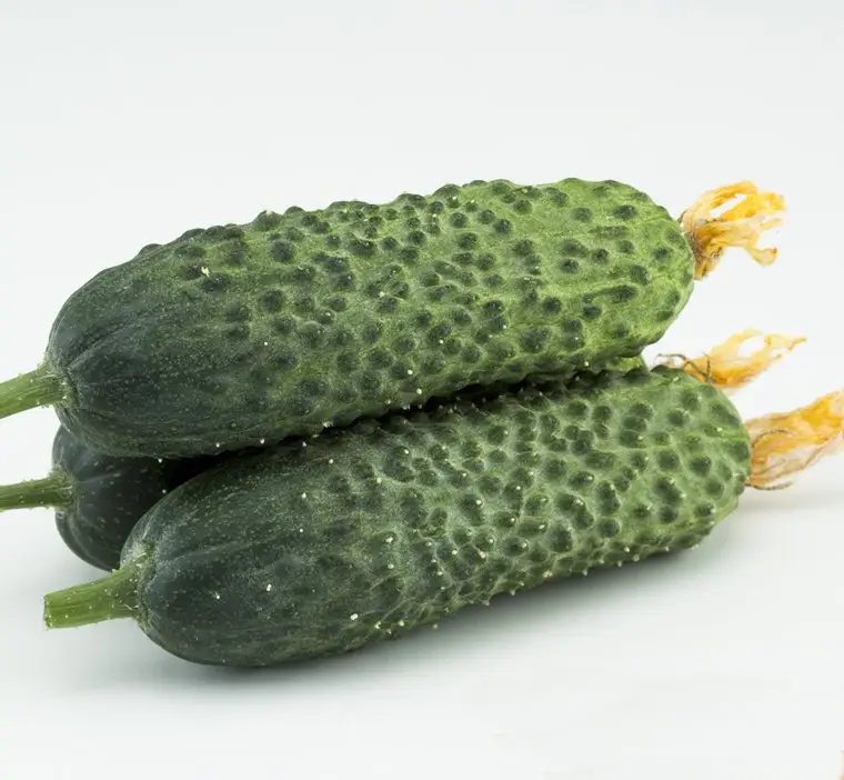 Насіння огірка Директор F1, 10 шт, Nunhems, Голандія, Насіння Pro seeds 2
