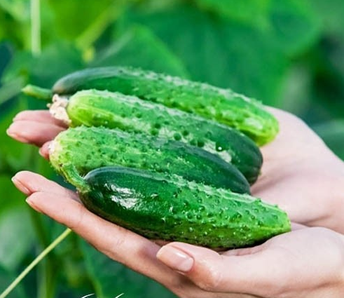 Насіння огірка Євро Пік F1, 10 шт, United Genetics, Італія, Професійне насіння 2