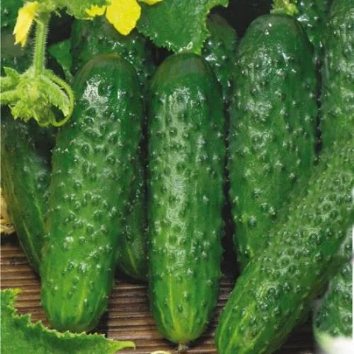 Насіння огірка Євро Пік F1, 10 шт, United Genetics, Італія, Професійне насіння 3