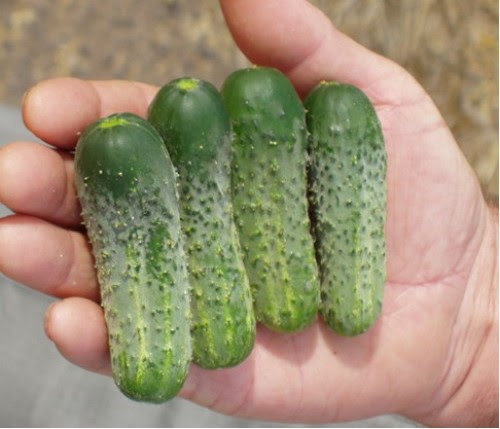 Семена огурца Пасамонте F1, 10 шт, Syngenta, Голландия, Професійне насіння 2